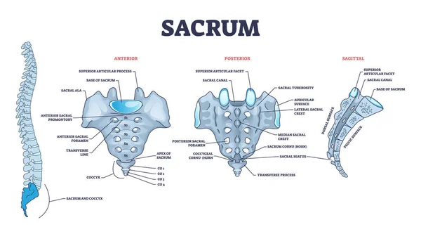 Sacrum jako anatomický popis struktury páteře — Stockový vektor