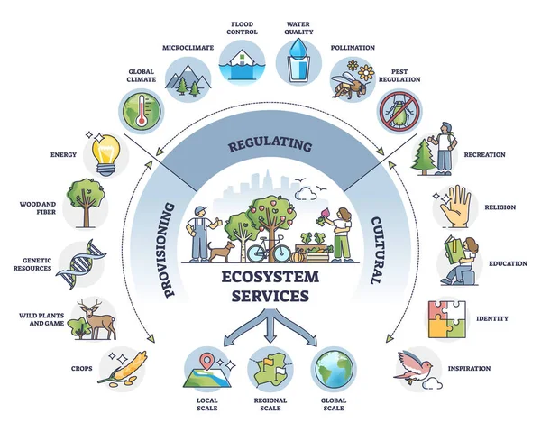 Diagrama do esboço da divisão de prestação, regulação e serviços culturais — Vetor de Stock