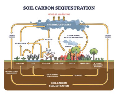 Soil carbon sequestration with greenhouse gases absorption outline diagram clipart