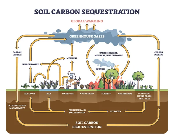 Soil carbon sequestration with greenhouse gases absorption outline diagram — Stock Vector