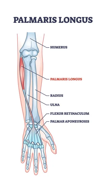 Palmaris longus Estructura esquelética y muscular para el diagrama del contorno del brazo humano — Vector de stock