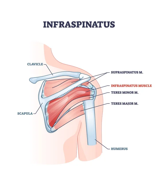 Estructura esquelética ósea y muscular infraspinatus en el diagrama del contorno del hombro — Vector de stock