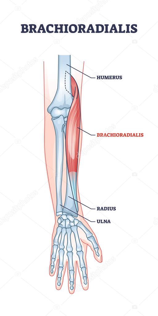 Brachioradialis muscle medical location with anatomical bones outline diagram