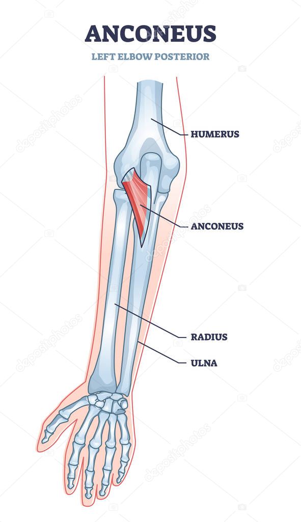 Anconeus as left elbow posterior view medical description in outline diagram