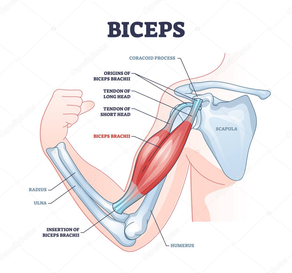 Biceps muscle with anatomical skeletal medical arm structure outline diagram