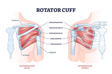 Dönüştürücü manşet anatomik yapı ve konum açıklama şeması