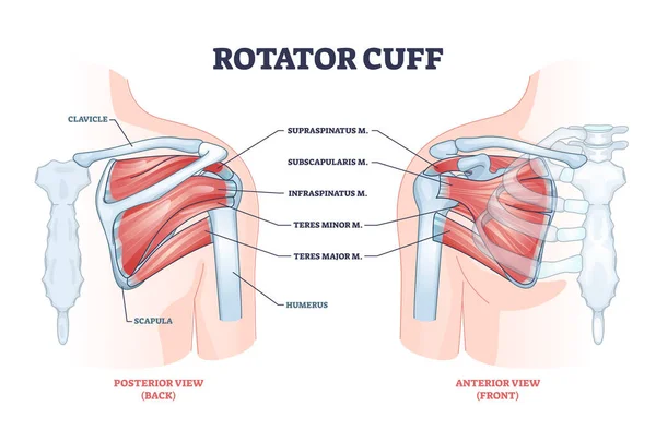 Rotator cuff anatomical structure and location explanation outline diagram