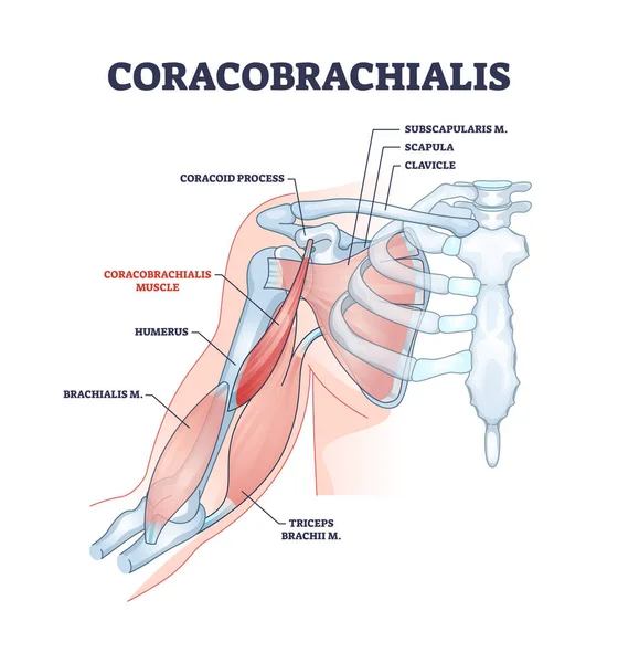 Muscle coracobrachialis avec schéma de structure anatomique et médicale — Image vectorielle