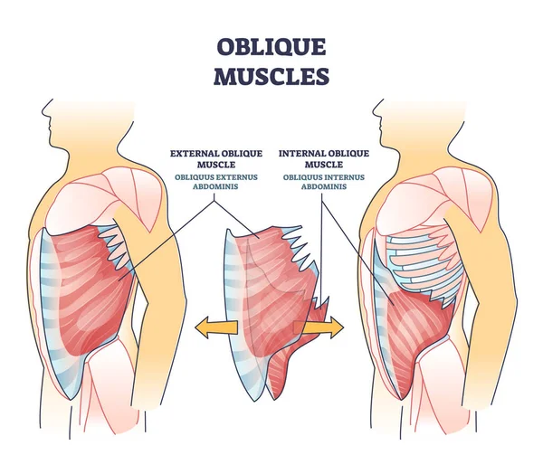 Músculos oblicuos y esqueleto interno humano y esquema del sistema muscular — Vector de stock