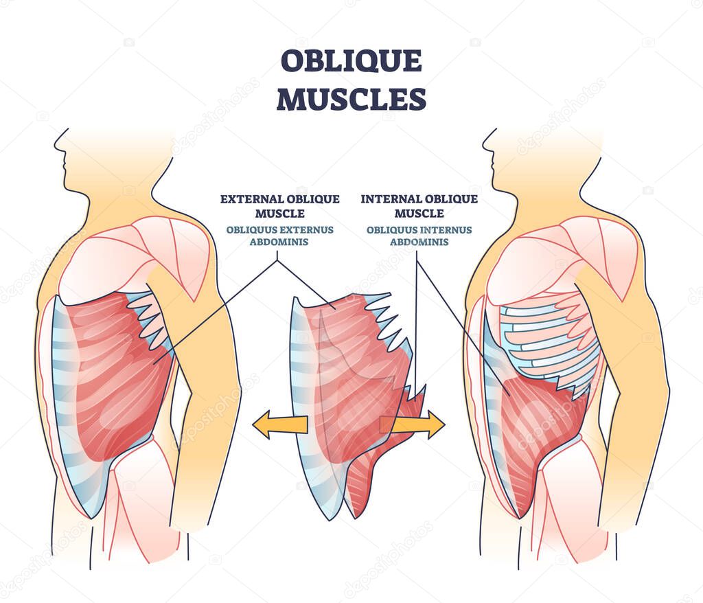 Oblique muscles and human inner skeletal and muscular system outline diagram