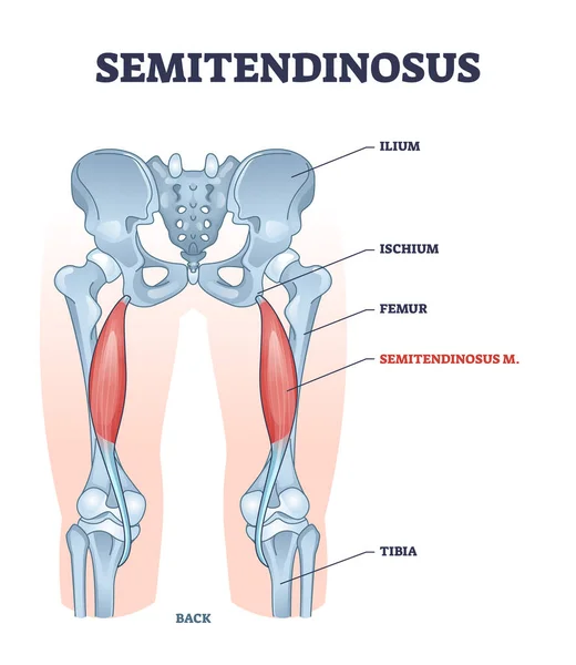 Semitendinosusの筋肉と脚の骨の解剖構造の概要図 — ストックベクタ