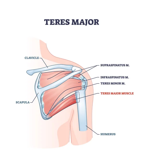 Teres muscolo maggiore con anatomico e medico spalla ossa schema — Vettoriale Stock