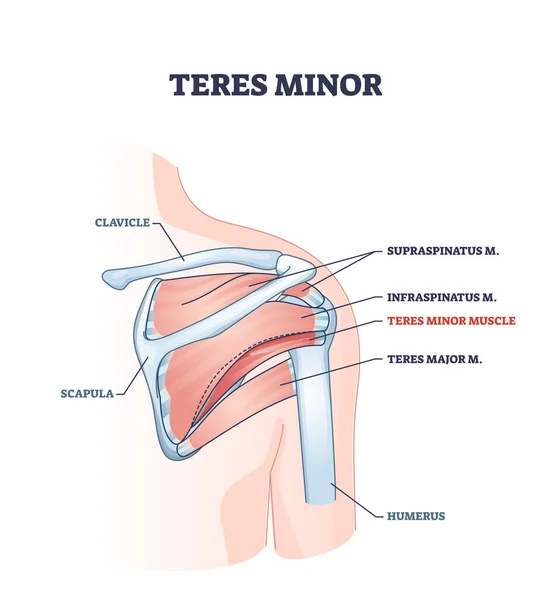 Teres músculo menor y huesos anatómicos del hombro humano parte esquema diagrama — Archivo Imágenes Vectoriales