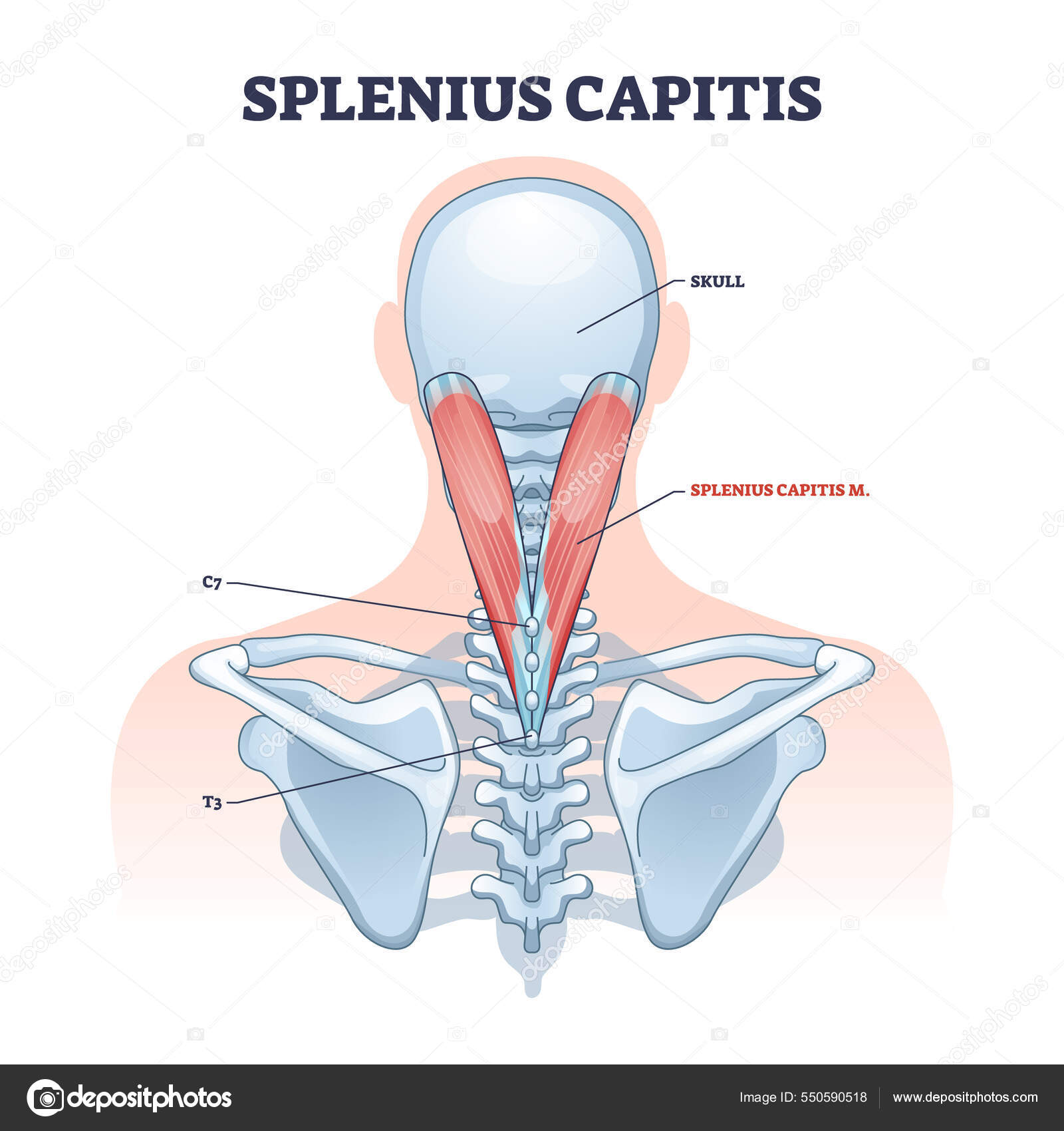 Last ned 2/2009 - Kirurgen.no, image size:1600x1700