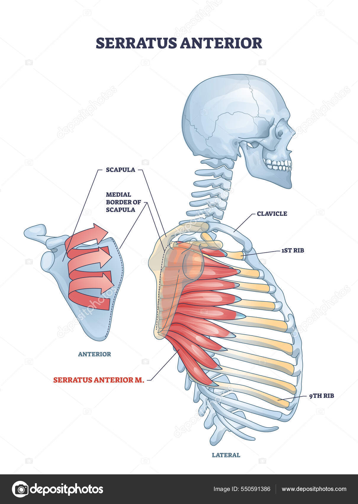 Serratus anterior muscle with anatomical skeletal ribcage outline
