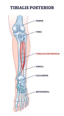Tibialis posterior kas, insan bacağı iskelet yapısı şeması.