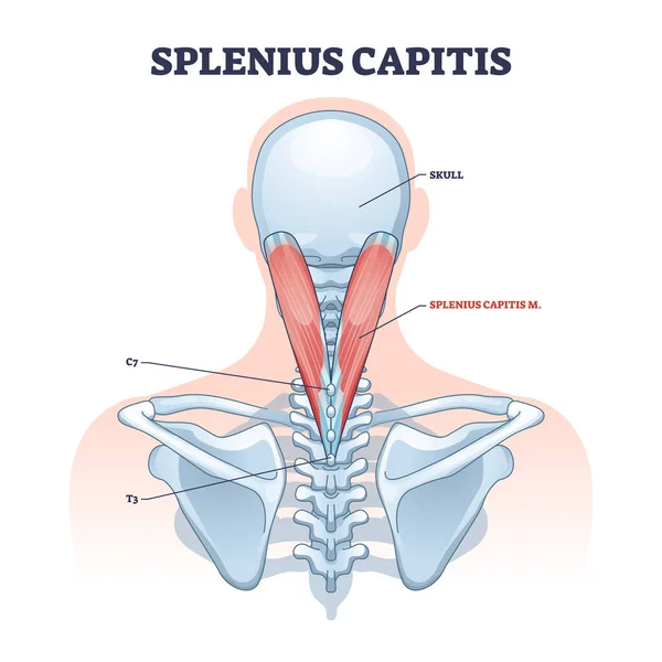 Splenius capitis Muskel mit anatomischem Skelett-Halsteil-Diagramm — Stockvektor