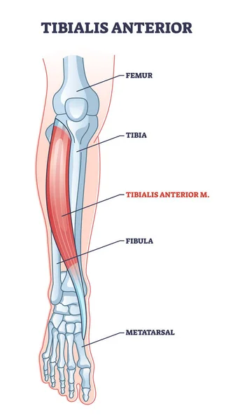 Músculo anterior do tibial com diagrama esquelético da estrutura da perna humana — Vetor de Stock