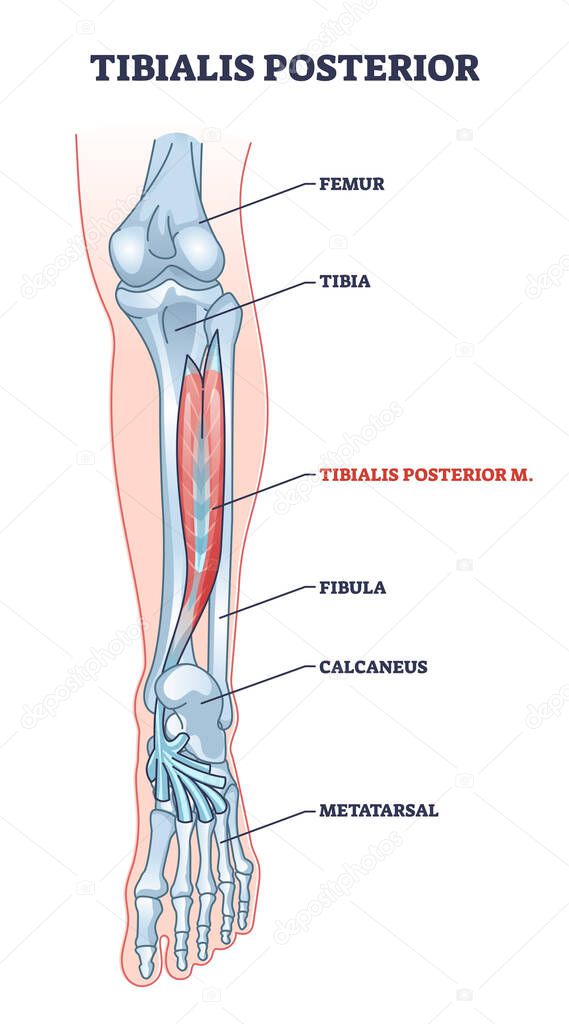 Tibialis posterior muscle with human leg skeletal structure outline diagram