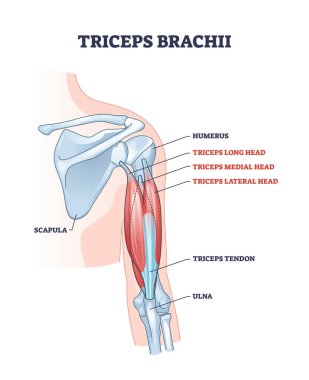 Triceps brachii muscle with human arm and shoulder bones outline diagram clipart