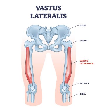 Vastus lateralis kas konumu ve kalça veya bacak iskelet çizgisi diyagramı