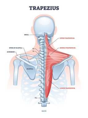 Trapezius kası ve insan omurgası iskelet yapısı şeması
