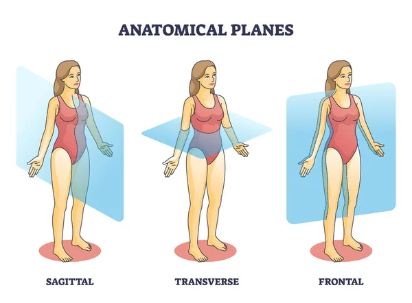 Ejemplos de planos anatómicos para la transección médica del cuerpo humano diagrama de contorno — Vector de stock