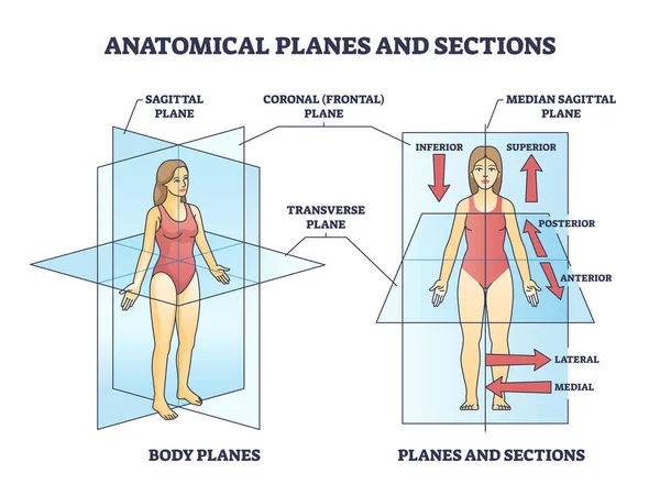 Schema schematico dei piani o sezioni anatomici per la divisione del corpo umano — Vettoriale Stock