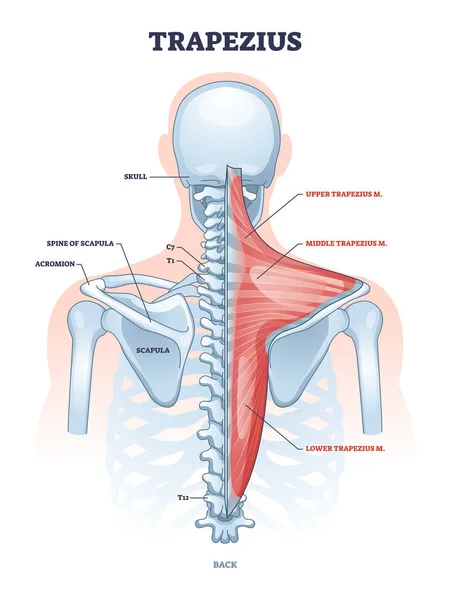 Trapezius spier en menselijke rug wervelkolom skelet structuur schema — Stockvector