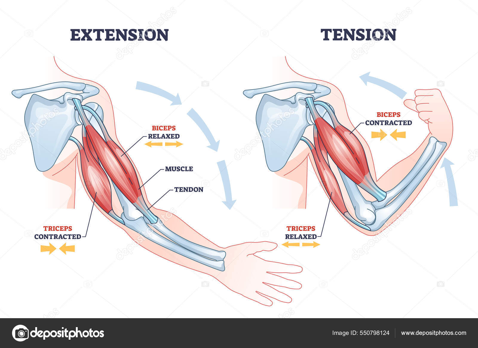 Contracting and relaxing of arms biceps and triceps muscles