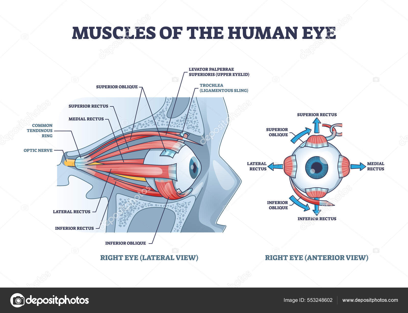 Eye muscles detailed anatomical description with medical lens outline