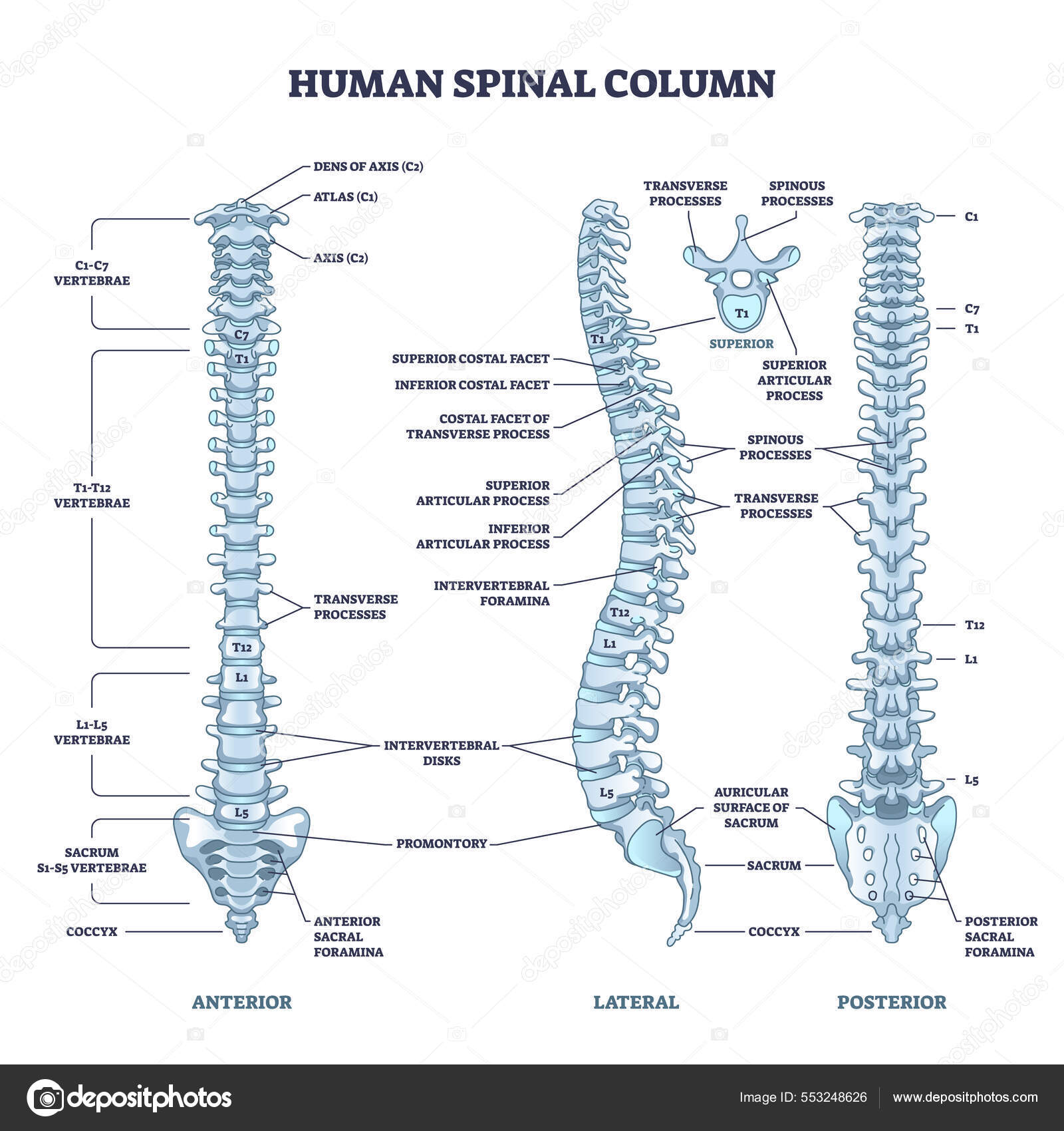 Coluna vertebral humana com espinha dorsal e esqueleto da coluna