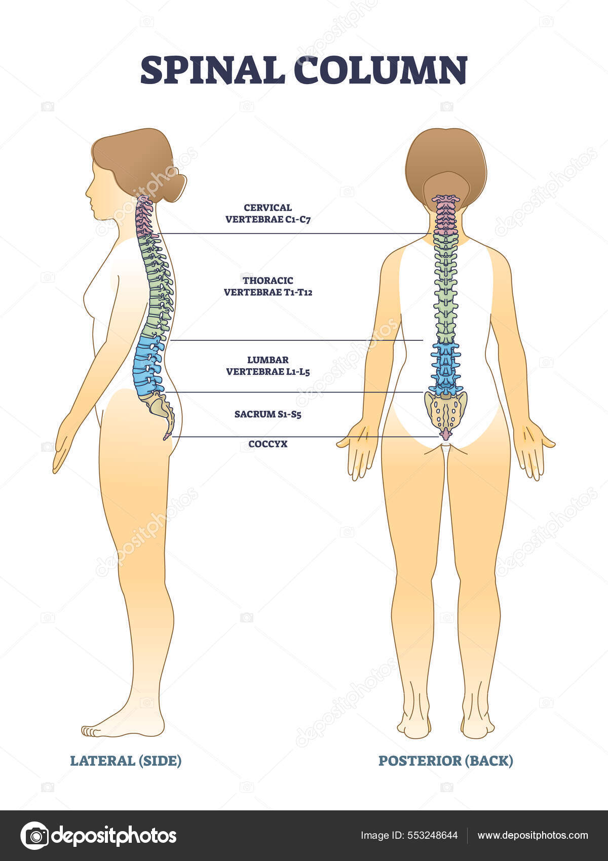 Columna Activa :: Espondilosis anquilosante, image size:1200x1700