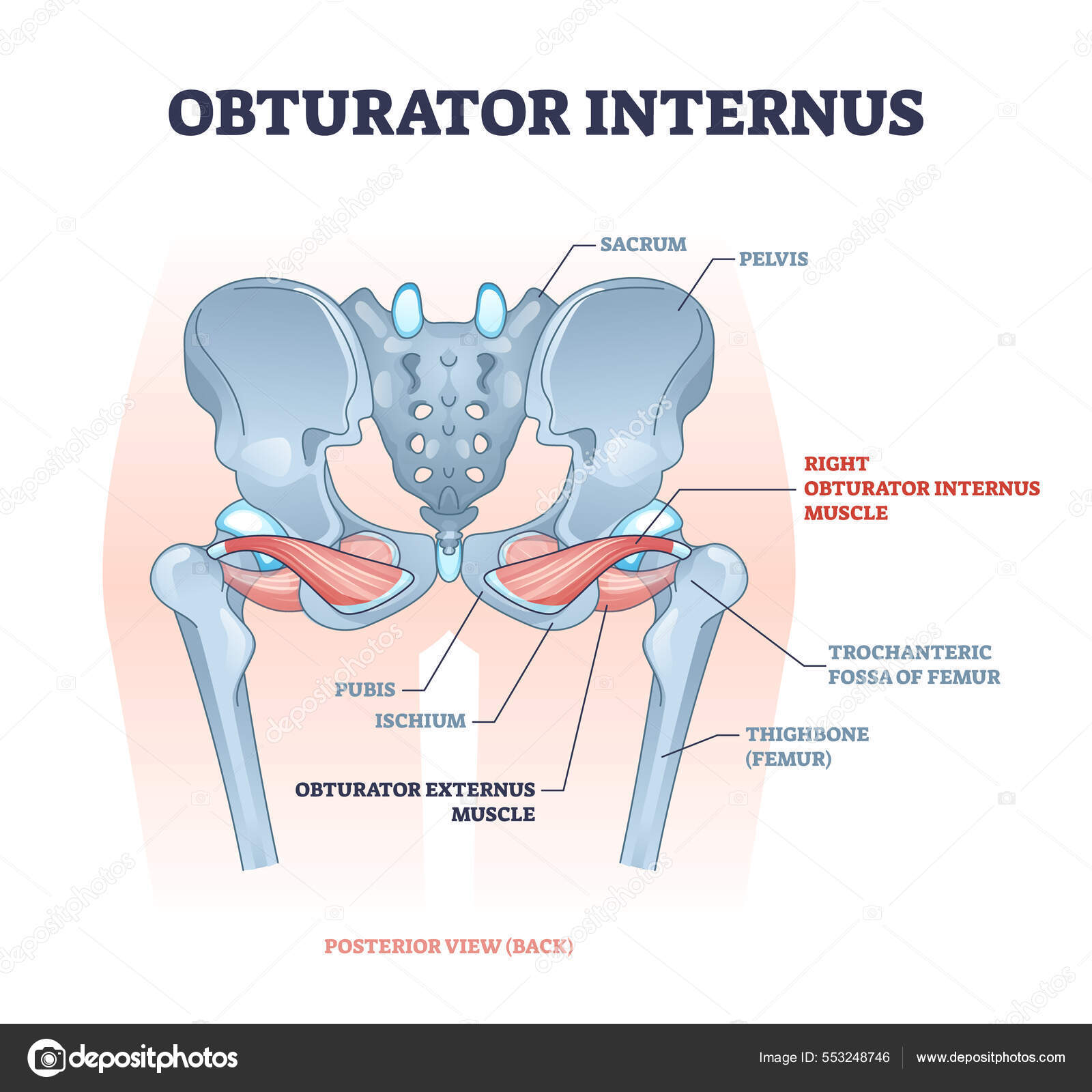 Arm supination and pronation vector illustration. Labeled