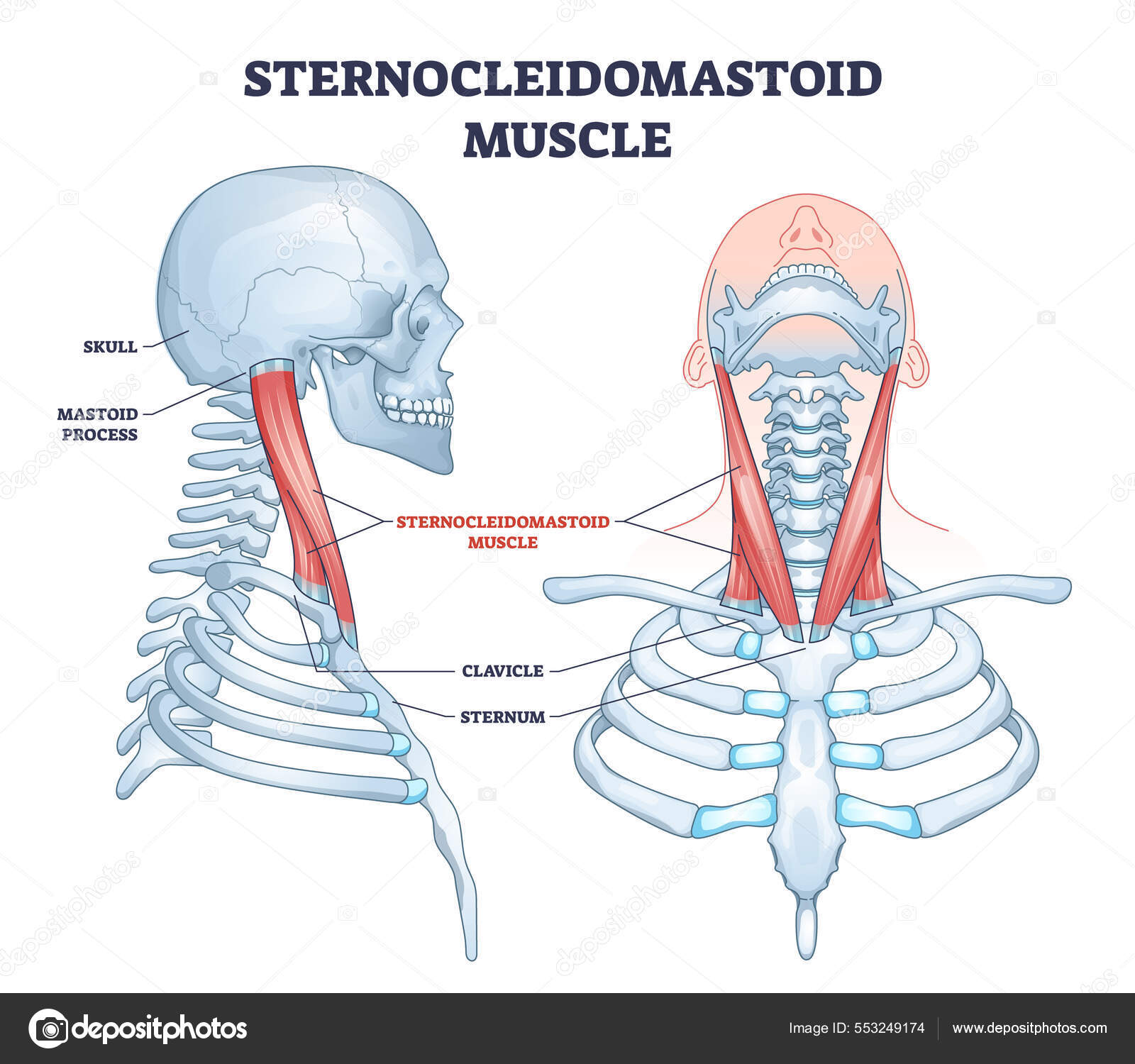 Sternocleidomastoid muscle as human neck muscular system outline