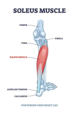 Anatomik bacak kemiklerine sahip soleus kas iskelet yapı şeması
