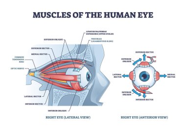 Göz kasları, tıbbi mercek şeması ile anatomik tanımlamayı detaylandırdı
