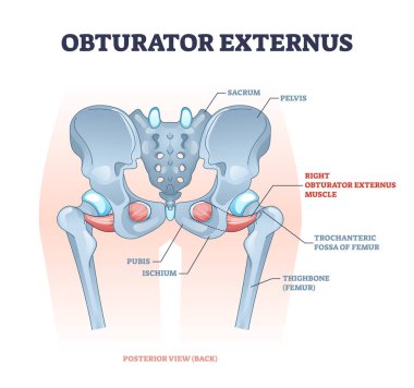 Obturator externus muscle location and hip skeletal structure outline diagram clipart