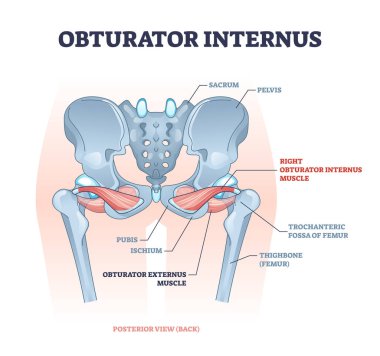 Obturator internus muscle with externus location near pelvis outline diagram clipart