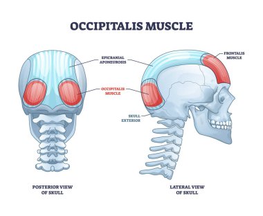 Oksipital kas, kafatası kas sistemi diyagramı olarak oksipital karın.