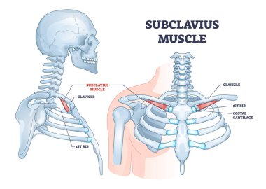 Subklaviyus kası üst omuz kas sistemi şeması olarak kullanılır.