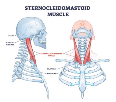 Sternocleidomastoid muscle as human neck muscular system outline diagram clipart