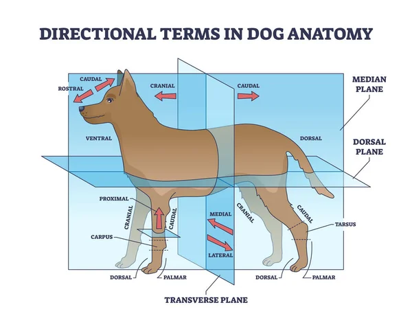 Köpek anatomisinde yönlü terimler ve hayvan tarafları ana hatları. — Stok Vektör