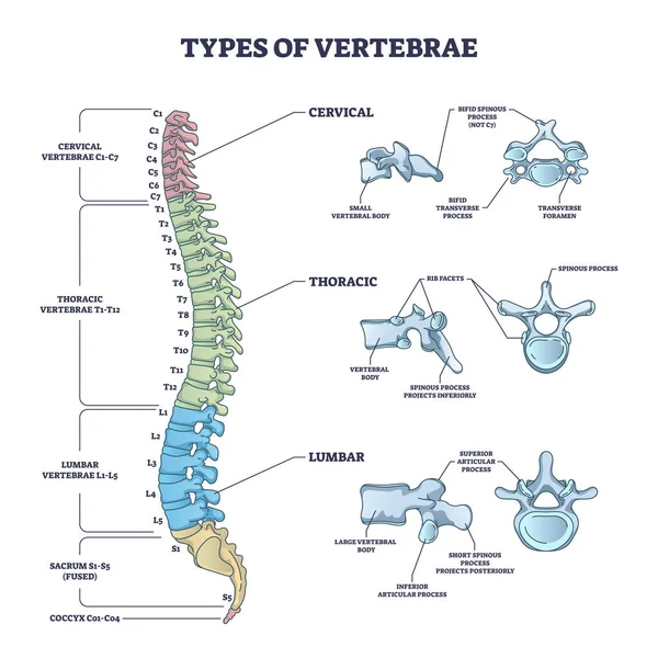 Types de vertèbres et diagramme de contour cervical, thoracique et lombaire — Image vectorielle