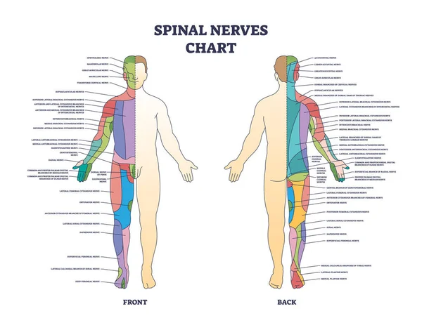 Tabla de nervios espinales y red neuronal médica en el diagrama del contorno del cuerpo humano — Vector de stock