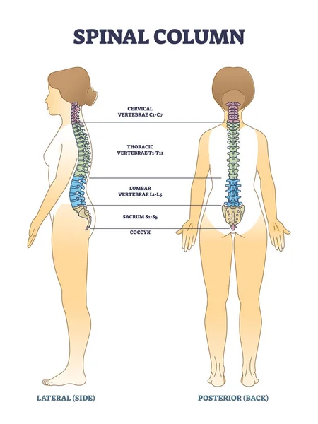 Columna vertebral huesos y columna vertebral anatómica estructura esquema diagrama — Vector de stock