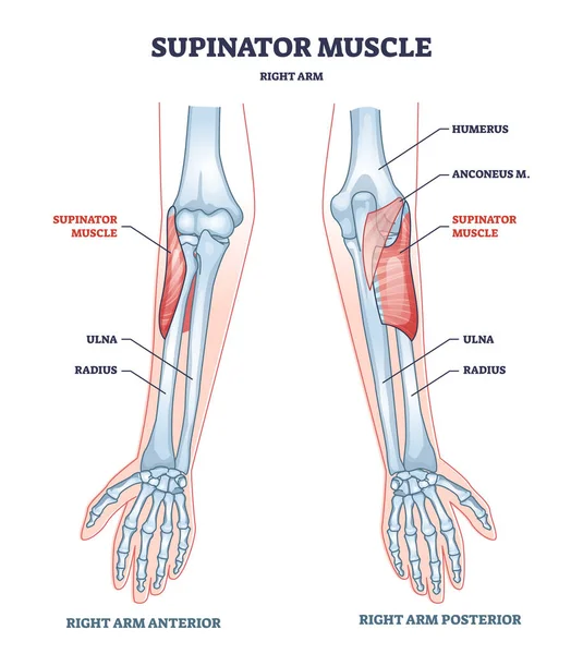 Músculo supinador con brazo derecho estructura ósea anatómica esquema diagrama — Vector de stock