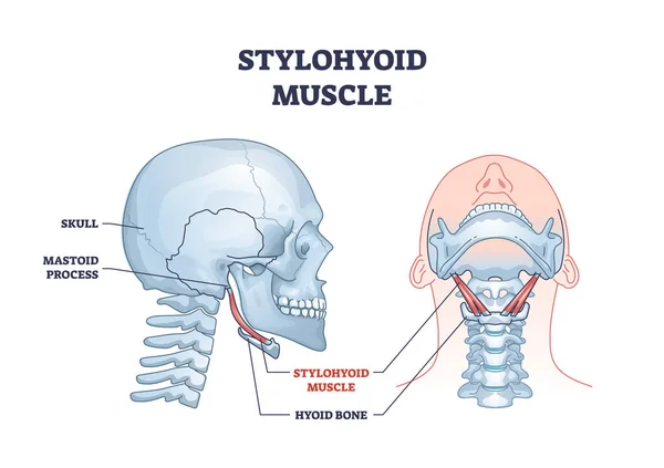 Stylohyoid Muskel mit menschlichem Hals und Rachen hyoid Knochenumriss Diagramm — Stockvektor