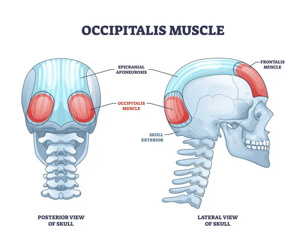 Occipitalis muskel, occipital mage som skalle muskelsystemet skissera diagram — Stock vektor