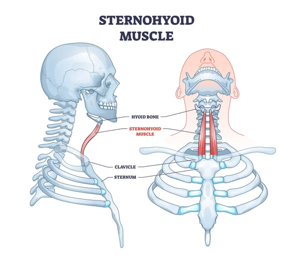 Ubicación del músculo esternohioides como sistema muscular del cuello humano diagrama de contorno — Vector de stock